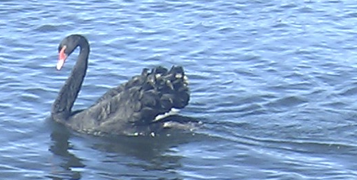 Photo of a black swan